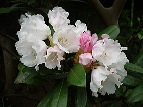 日本石楠花（屋久島）