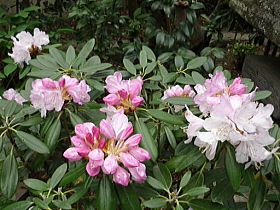 日本石楠花（あずま）