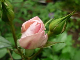 薔薇（ピンクの蕾）