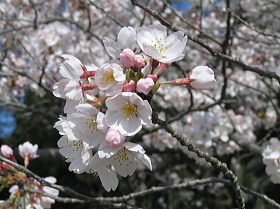桜２