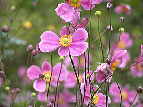 秋明菊