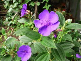 紫紺野牡丹（しこんのぼたん）