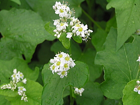 蕎麦の花